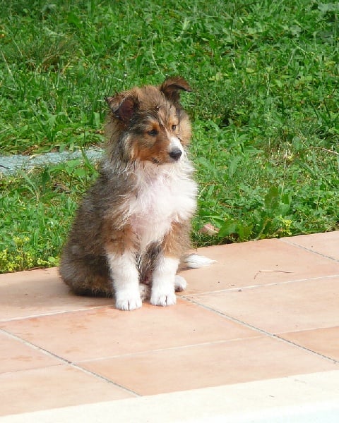 Dakota blond of Wind River