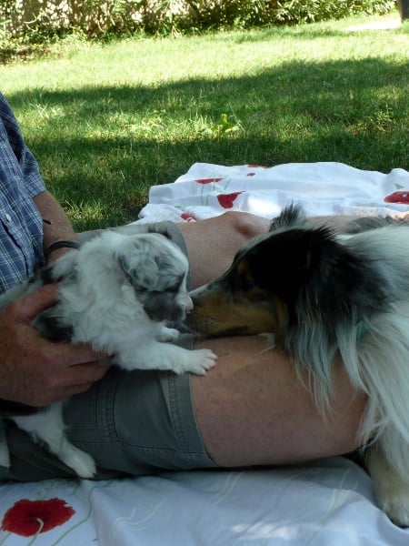 Foxy lady blue of Wind River