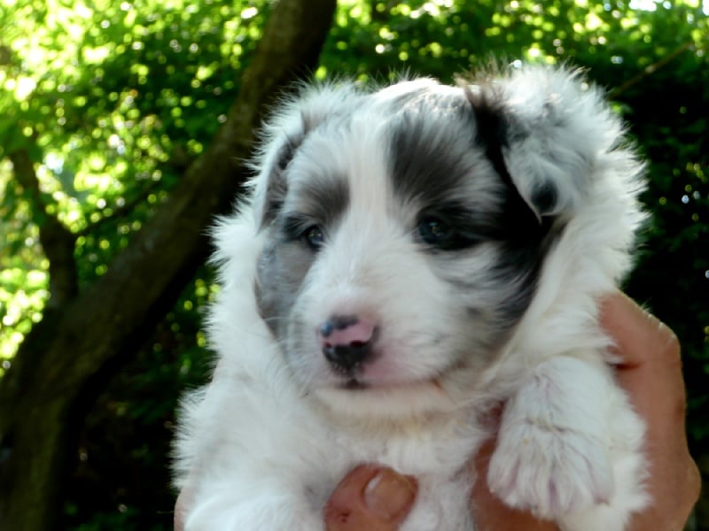 Foxy lady blue of Wind River