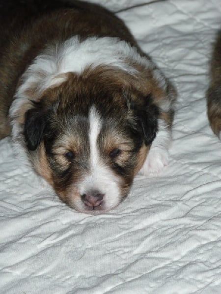 Dakota blond of Wind River