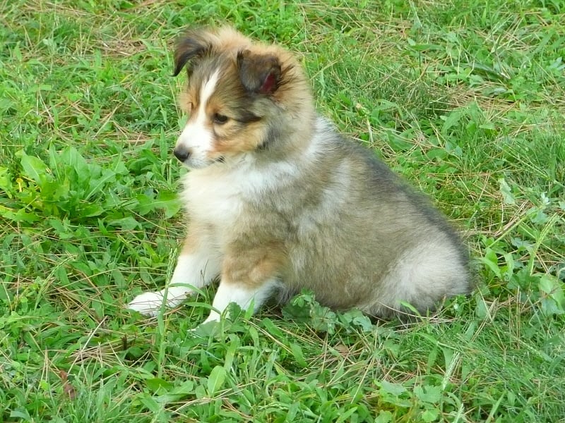 Denali blonde of Wind River