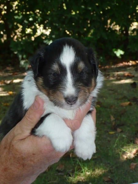 Eros black of Wind River