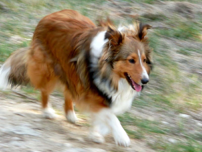 Dakota blond of Wind River