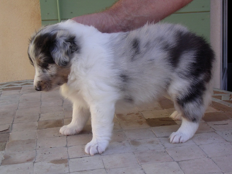 Cheyenne blue of Wind River