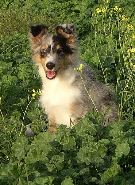 Blue boomer of Wind River