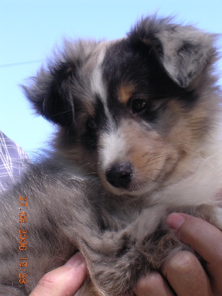 Blue boomer of Wind River