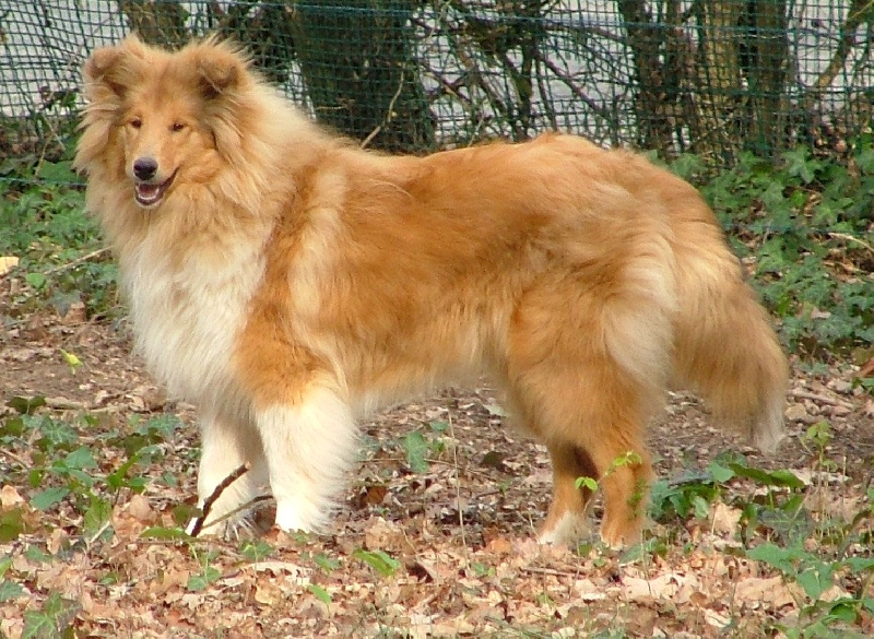 Cherkhanne la rousse des stuarts de boisbelle