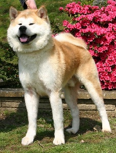 Accueil Elevage De La Pluie De Loups Eleveur De Chiens Akita