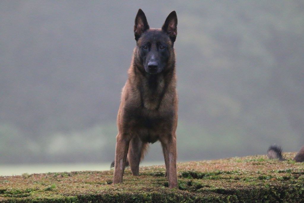Photo - Elevage de la vallée du grand loup - eleveur de chiens Berger Belge