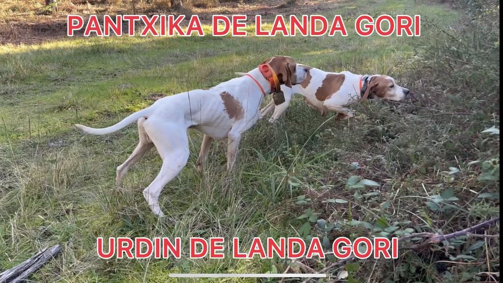 Urdin de landa gori