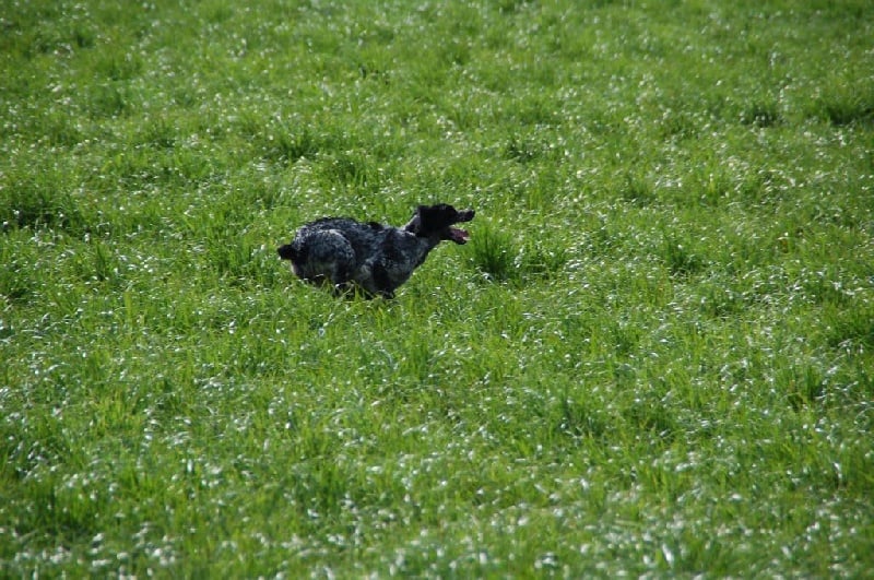 TR. CH. Ibex Des fossés de Javersy