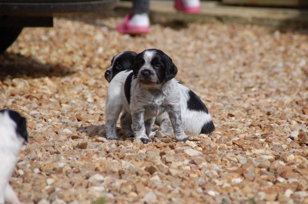 Chiot Elevage Des Fosses De Javersy Eleveur Amateur D Epagneuls Bretons