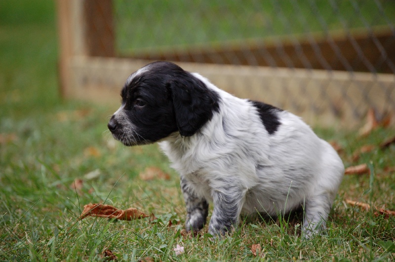 Chiot Elevage Des Fosses De Javersy Eleveur Amateur D Epagneuls Bretons