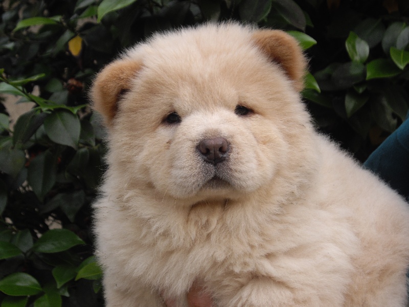 Chiot Chow Chow Himalaya Chow Chow Femelle Creme Femelle Disponible En Centre Val De Loire 18 Cher Toutes Les Portees Les Chiots De Race Les Eleveurs Et Chiens De Race Sont