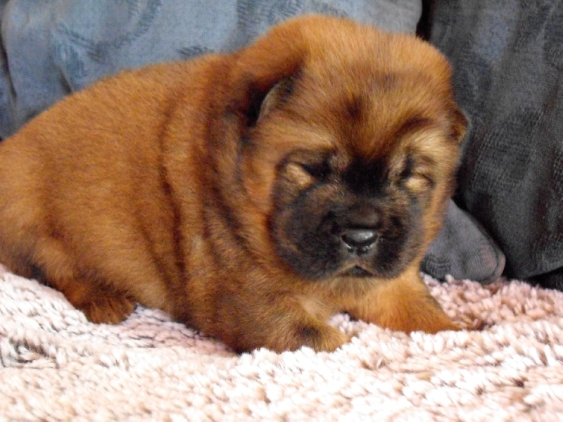 Chiot Chow Chow Fantasia Chow Chow Rouge Fauve Fonce Femelle Disponible En Centre Val De Loire 18 Cher Toutes Les Portees Les Chiots De Race Les Eleveurs Et Chiens De Race Sont