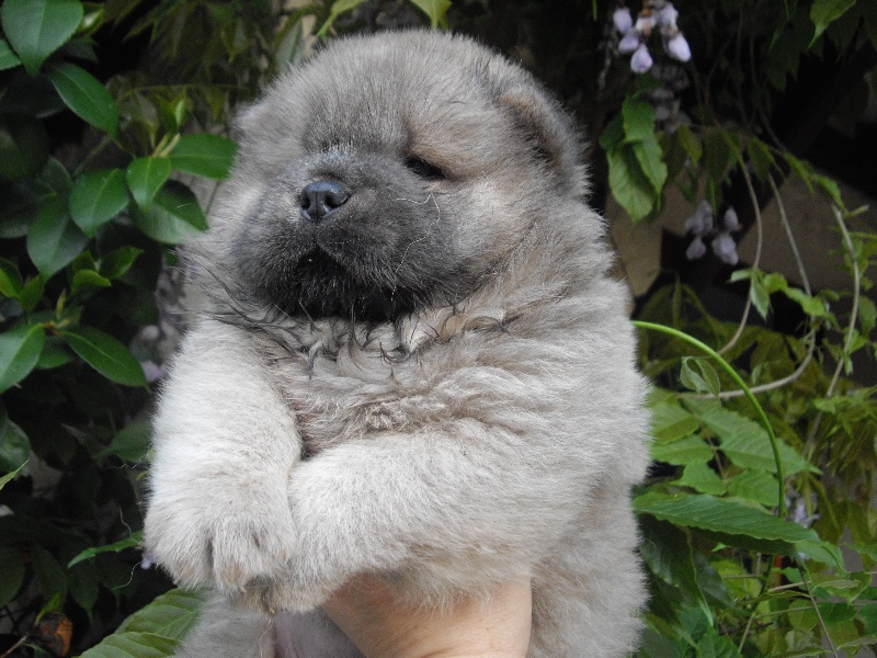 Chiot Chow Chow Hawai For Girl Bb Chow Chow Femelle Beige