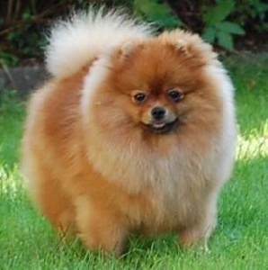 chien race pomeranian