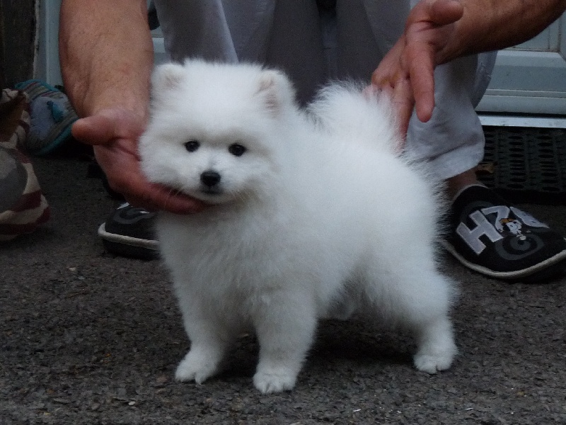 Chiot Spitz Japonais Inuki Du Pays De Broceliande Male Disponible En Pays De La Loire 44 Loire Atlantique Toutes Les Portees Les Chiots De Race Les Eleveurs Et Chiens De Race