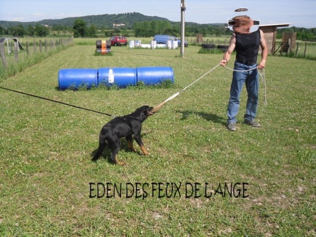 CH. Eden des Feux de l'Ange