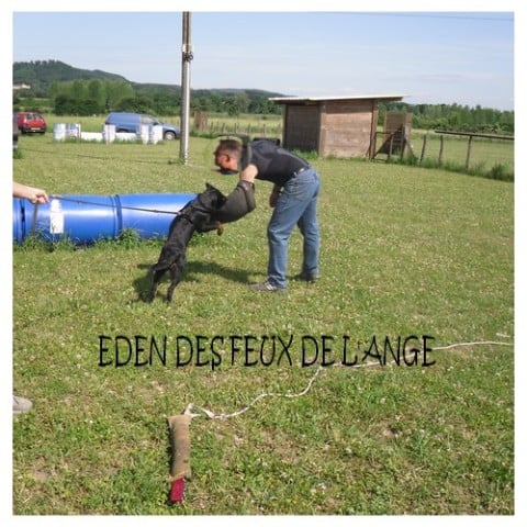 CH. Eden des Feux de l'Ange