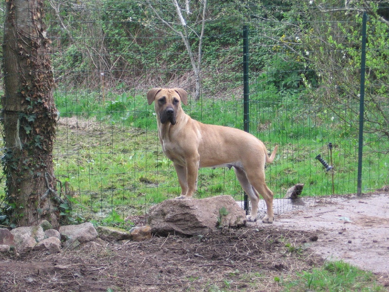 Alma Des molosses des dombes