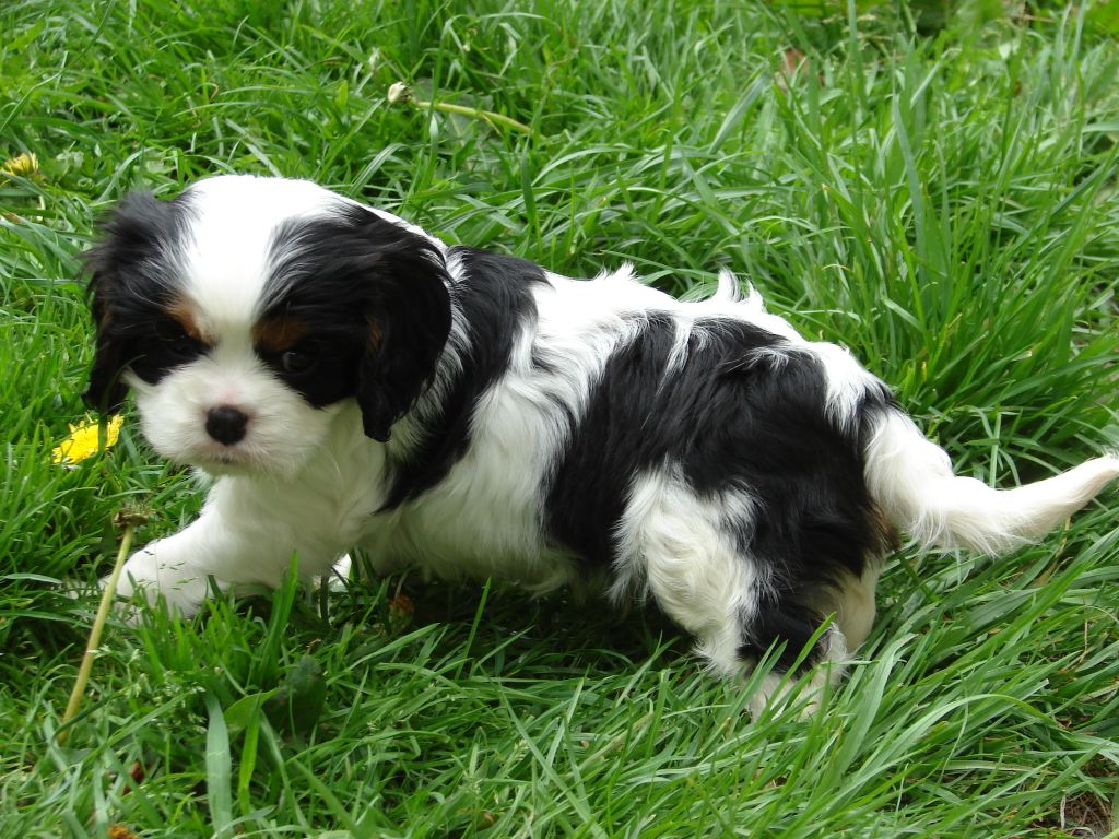 Accueil Elevage Du Jardin Dabby Van Eleveur De Chiens