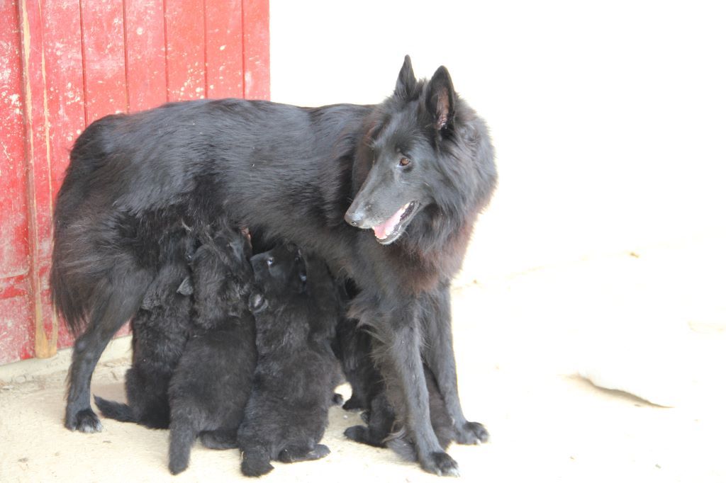 Photo Elevage De Condivicnum Eleveur De Chiens Berger Belge