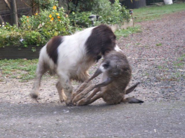 Dicky Du puits lachaud