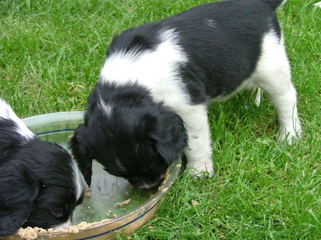 Austin Du puits lachaud