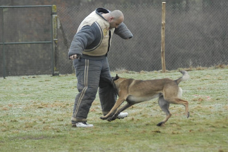 Cisco de la haute morinière