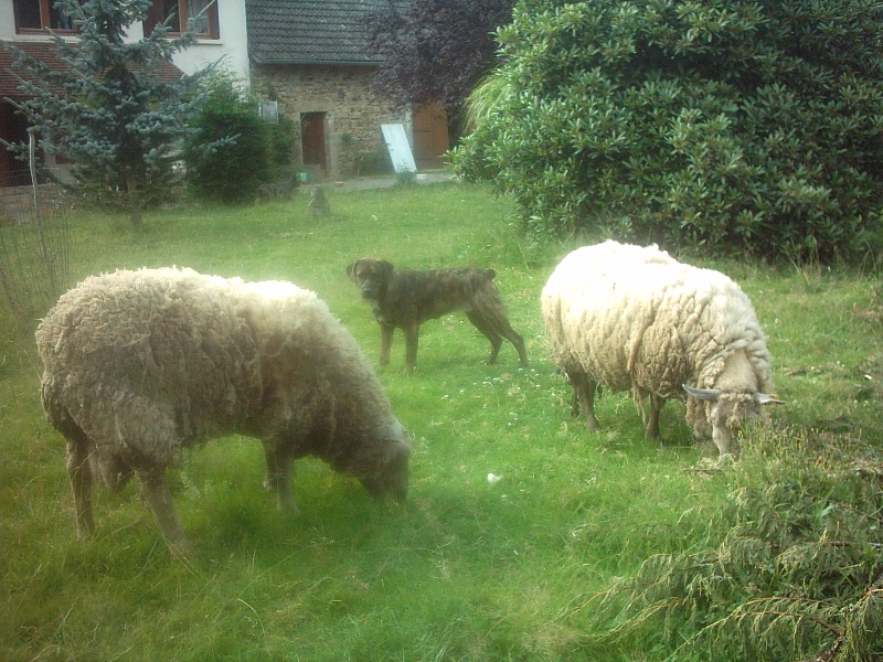 Babaï dite babouille de la haute morinière