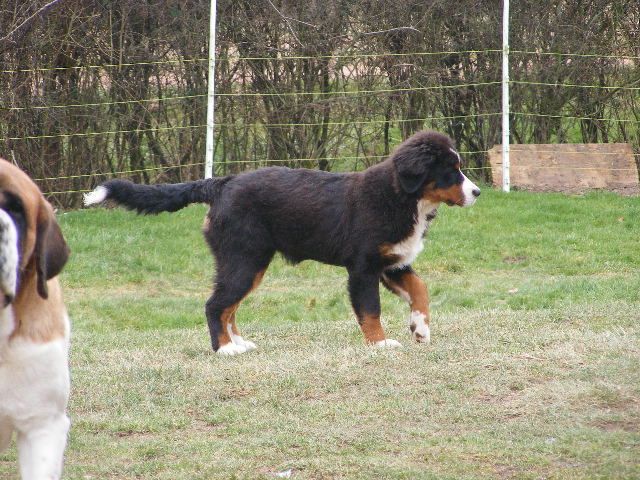 Flo du domaine du roi richard