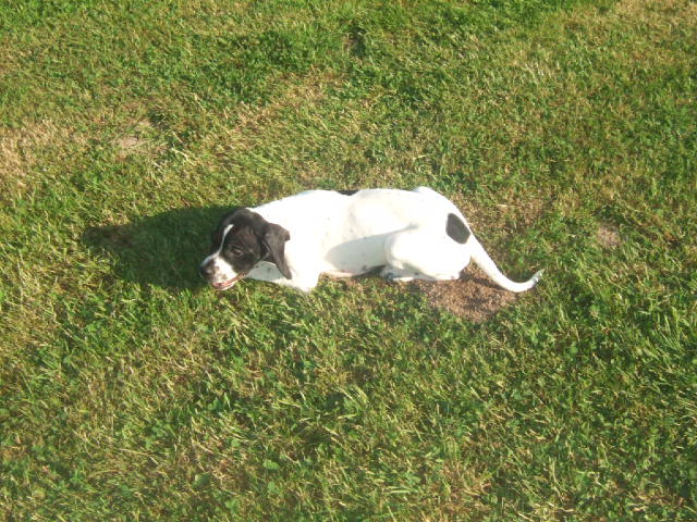 Diva de la cense aux lièvres