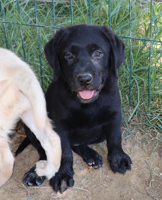 Chiot Labrador Retriever Bebe Labrador Noir Femelle Disponible En Occitanie Tarn Et Garonne Toutes Les Portees Les Chiots De Race Les Eleveurs Et Chiens De Race Sont Sur Chiens De France Com