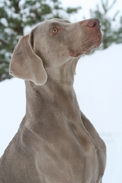 CH. Champion des Guerriers D'Argent