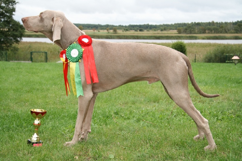 CH. Champion des Guerriers D'Argent