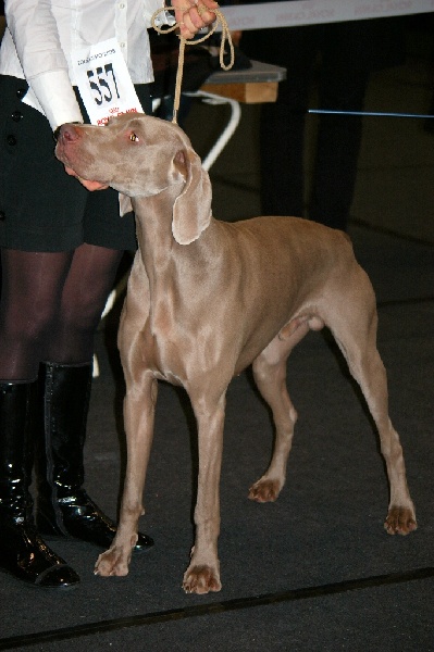 CH. Champion des Guerriers D'Argent