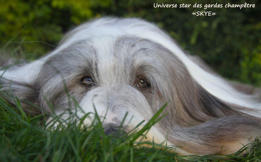 Universe star Des gardes champetres