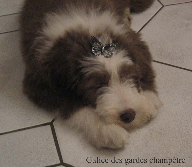 Galice Des gardes champetres