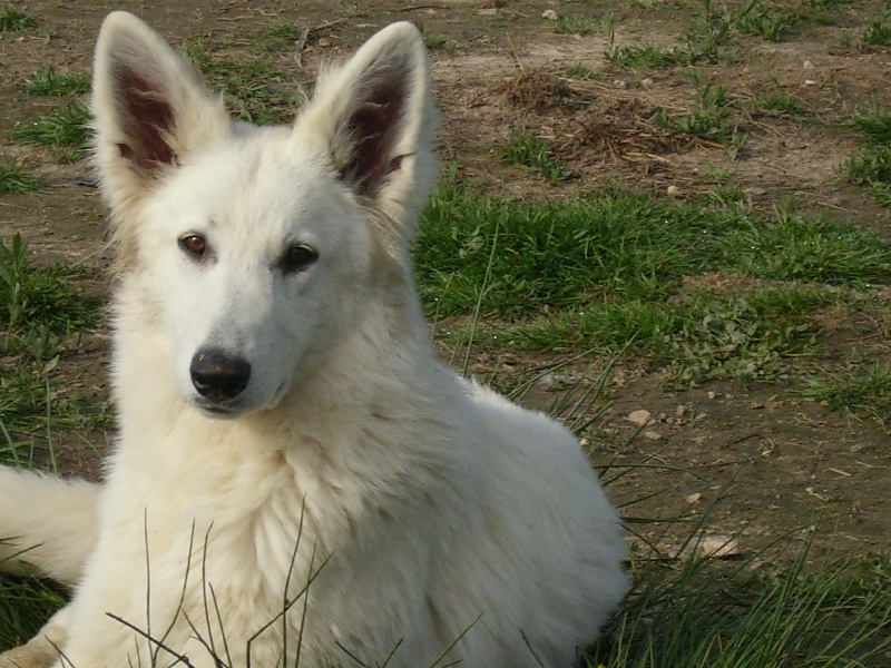 Cyrène du domaine de pegase