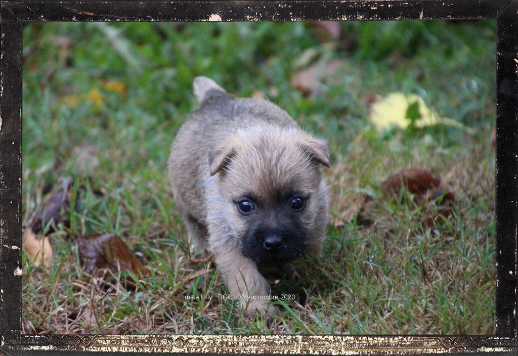 Chiot Cairn Terrier, R ' ENZO, mâle disponible en Bourgogne-Franche