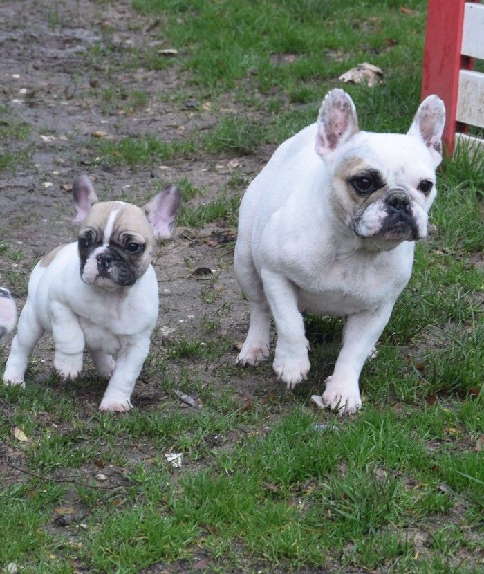 Chiot Elevage Des Loups D Aphrodite Eleveur De Chiens Bouledogue Francais Bulldog Francais