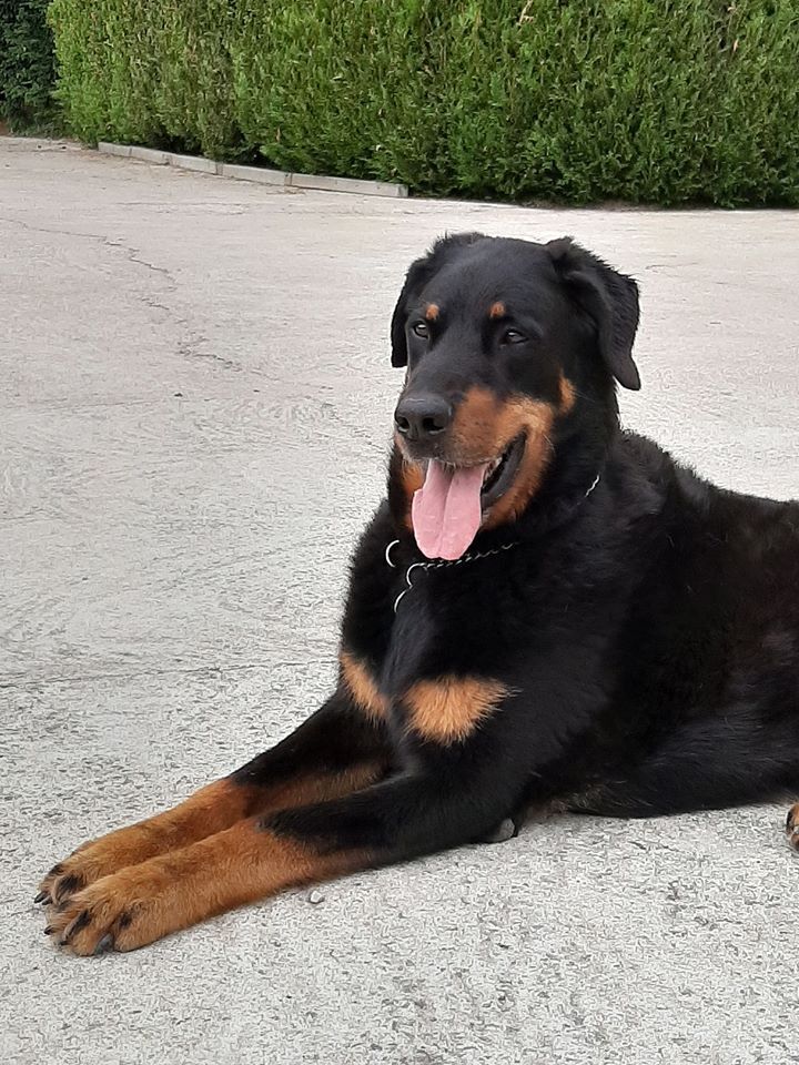 Accueil Elevage Des Gaillards Des Terres Froides Eleveur De Chiens Berger De Beauce