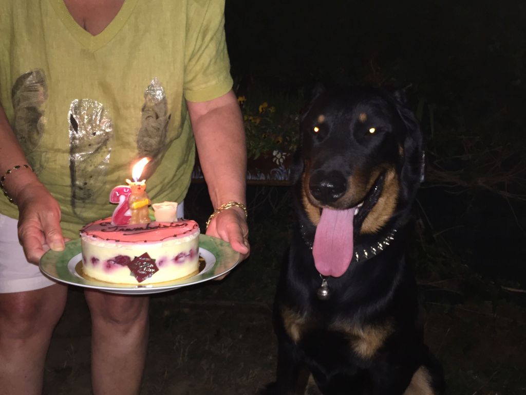 Accueil Elevage Des Gaillards Des Terres Froides Eleveur De Chiens Berger De Beauce