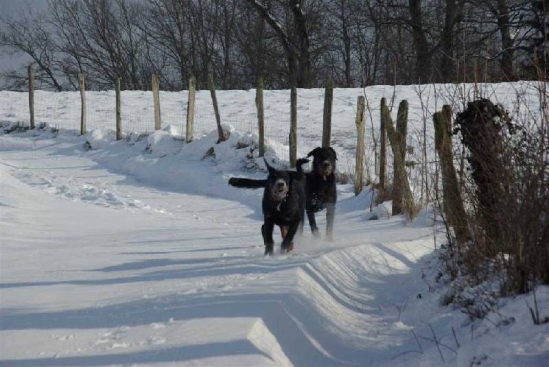 Guelia des Gaillards des Terres Froides