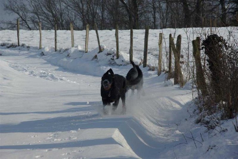 Guelia des Gaillards des Terres Froides