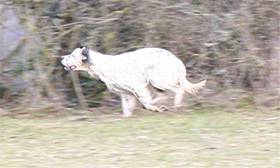 TR. Ultra du Milobre de Bouisse