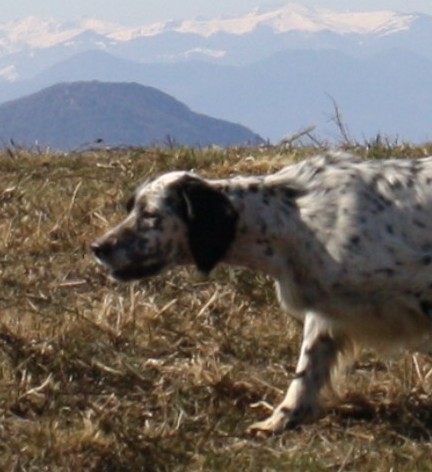 Uzzea du Milobre de Bouisse