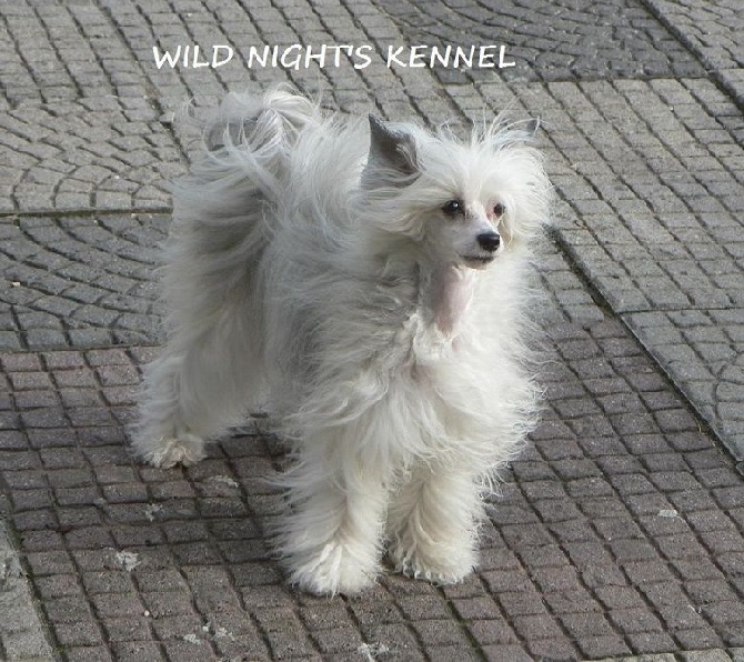 Accueil Elevage Wild Nights Eleveur De Chiens Chien