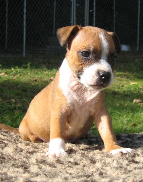 Chiot Elevage De Karysha Eleveur De Chiens Staffordshire Bull Terrier